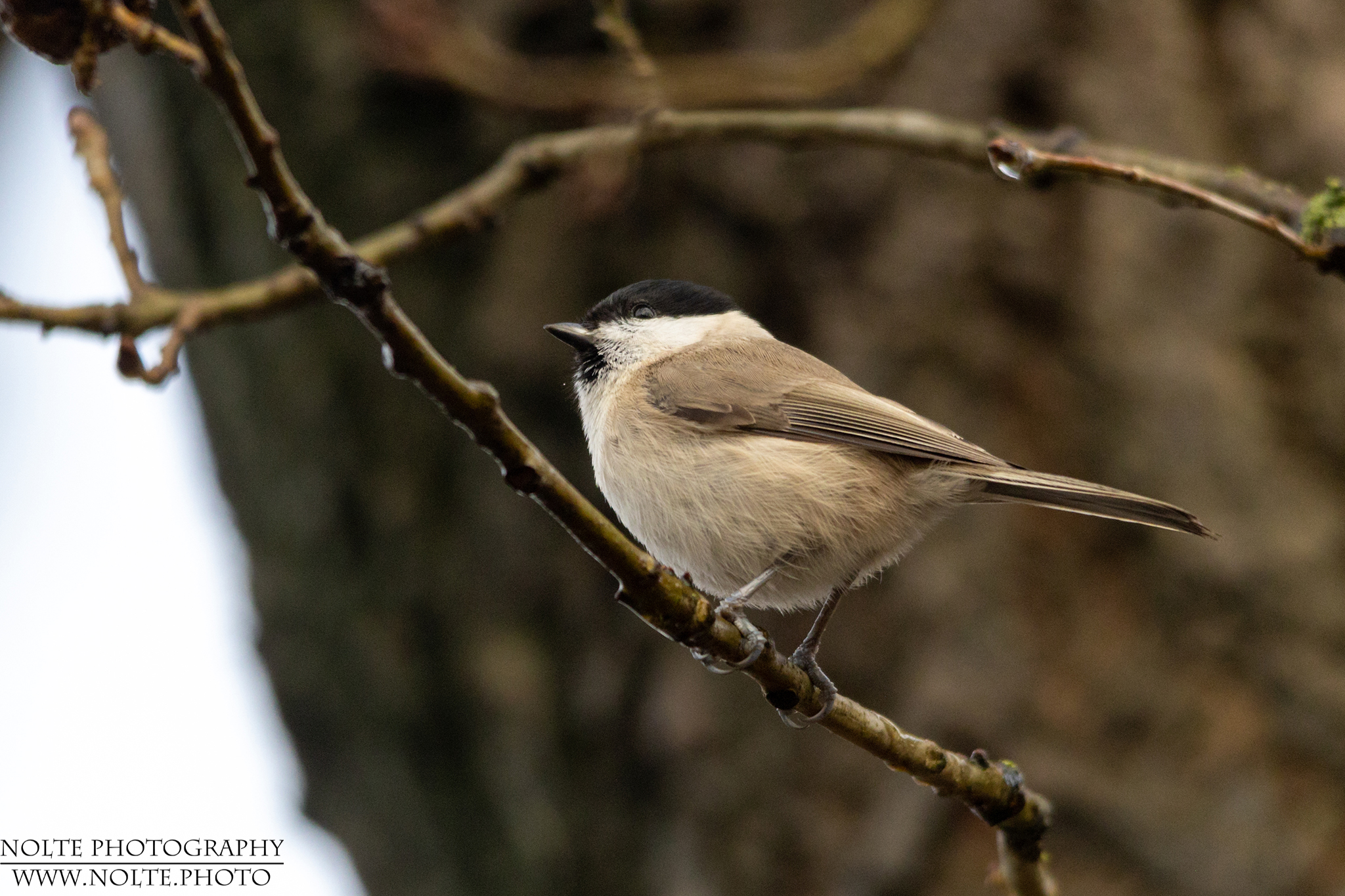 Sumpfmeise oder Nonnenmeise (Poecile palustris, zu lateinisch palus ‚Sumpf‘)